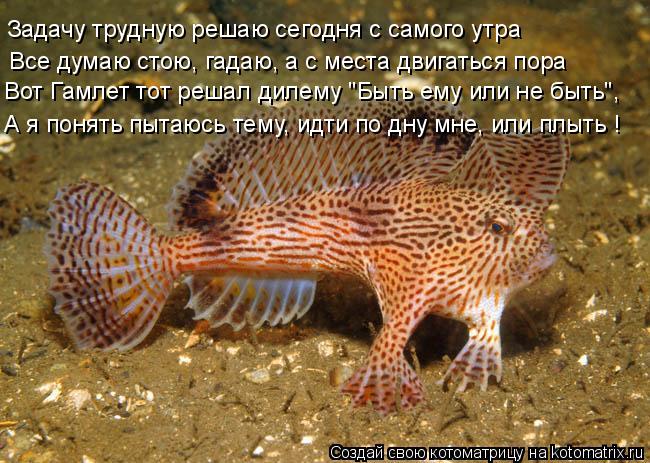 Все думаю стою, гадаю, а с места двигаться пора Задачу трудную решаю сегодня с самого утра Вот Гамл... Котоматрица: Все думаю стою, гадаю, а с места двигаться пора Задачу трудную решаю сегодня с самого утра Вот Гамлет тот решал дилему "Быть ему или не быть"