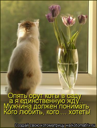Котоматрица: Опять орут коты в саду а я единственную жду... Мужчина должен понимать  Кого любить, кого.... хотеть!
