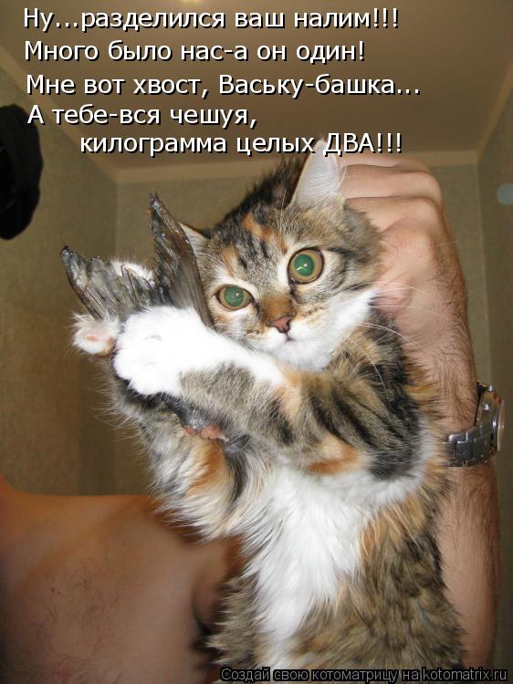 Ну...разделился ваш налим!!! Много было нас-а он один! Мне вот хвост, Ваську-башка... А тебе-вся чешу... Котоматрица: Ну...разделился ваш налим!!! Много было нас-а он один! Мне вот хвост, Ваську-башка... А тебе-вся чешуя, килограмма целых ДВА!!!