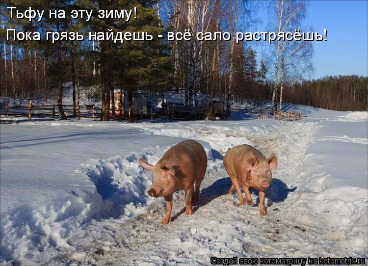 Тьфу на эту зиму! Пока грязь найдешь - всё сало растрясёшь!... Котоматрица: Тьфу на эту зиму! Пока грязь найдешь - всё сало растрясёшь!