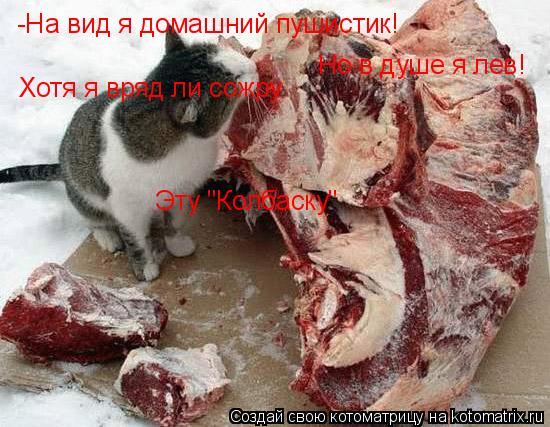 -На вид я домашний пушистик! Но в душе я лев! Хотя я вряд ли сожру Эту "Колбаску"... Котоматрица: -На вид я домашний пушистик! Но в душе я лев! Хотя я вряд ли сожру Эту "Колбаску"