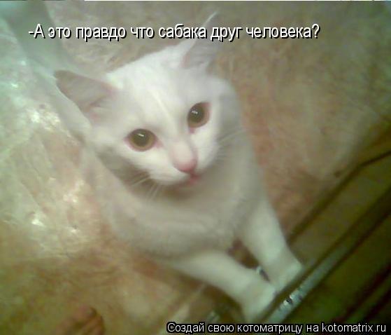 -А это правдо что сабака друг человека?... Котоматрица: -А это правдо что сабака друг человека?