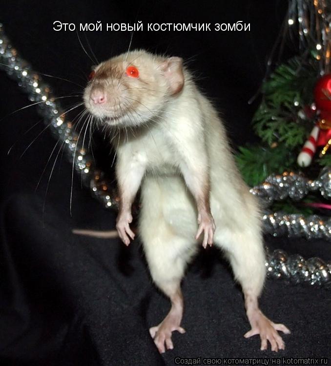 Это мой новый костюмчик зомби... Котоматрица: Это мой новый костюмчик зомби