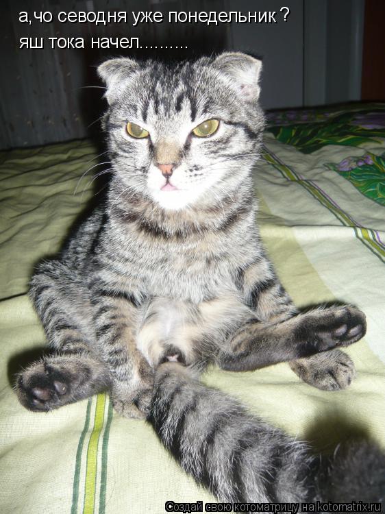 а,чо севодня уже понедельник ? ? яш тока начел.......... яш тока начел............. Котоматрица: а,чо севодня уже понедельник ? ? яш тока начел.......... яш тока начел..........