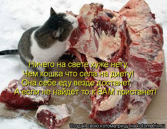 Ничего на свете хуже нету, Чем кошка что села на диету! Она себе еду везде достанет, А если не найдёт... Котоматрица: Ничего на свете хуже нету, Чем кошка что села на диету! Она себе еду везде достанет, А если не найдёт то к ВАМ пристанет!