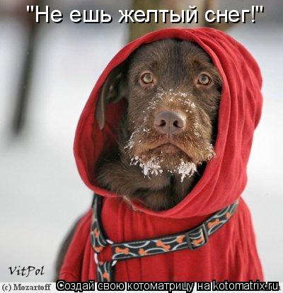 "Не ешь желтый снег!"... Котоматрица: "Не ешь желтый снег!"