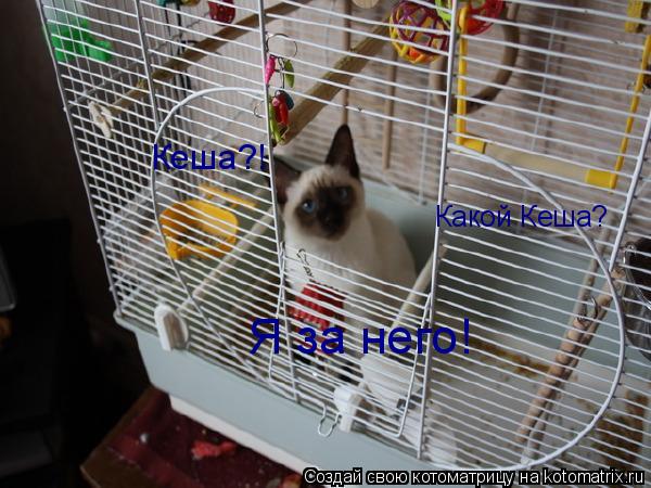 Кеша?! Я за него! Какой Кеша?... Котоматрица: Кеша?! Я за него! Какой Кеша?