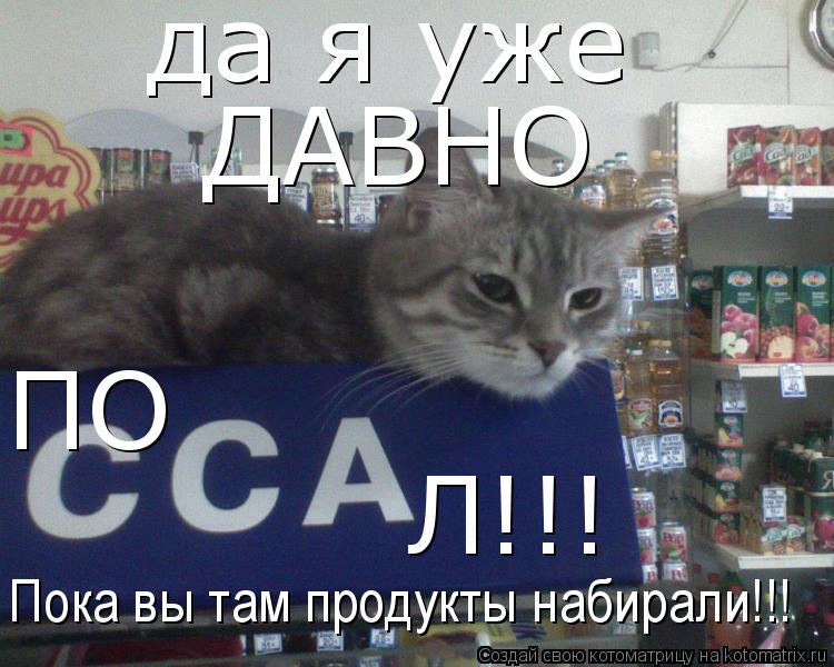 да я уже ПО Л!!! ДАВНО Пока вы там продукты набирали!!!... Котоматрица: да я уже ПО Л!!! ДАВНО Пока вы там продукты набирали!!!