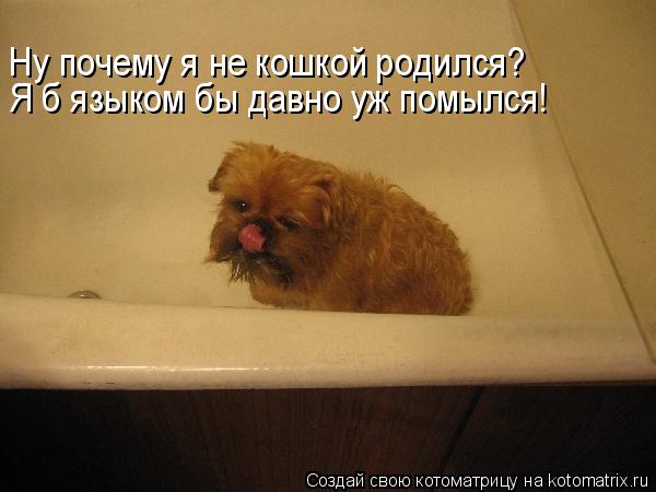 Котоматрица: Я б языком бы давно уж помылся! Ну почему я не кошкой родился?