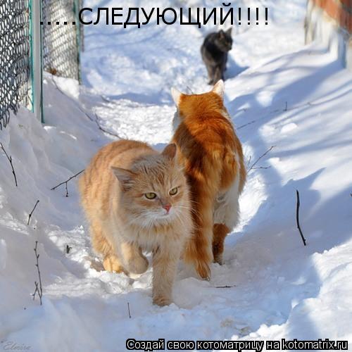 .....СЛЕДУЮЩИЙ!!!!... Котоматрица: .....СЛЕДУЮЩИЙ!!!!