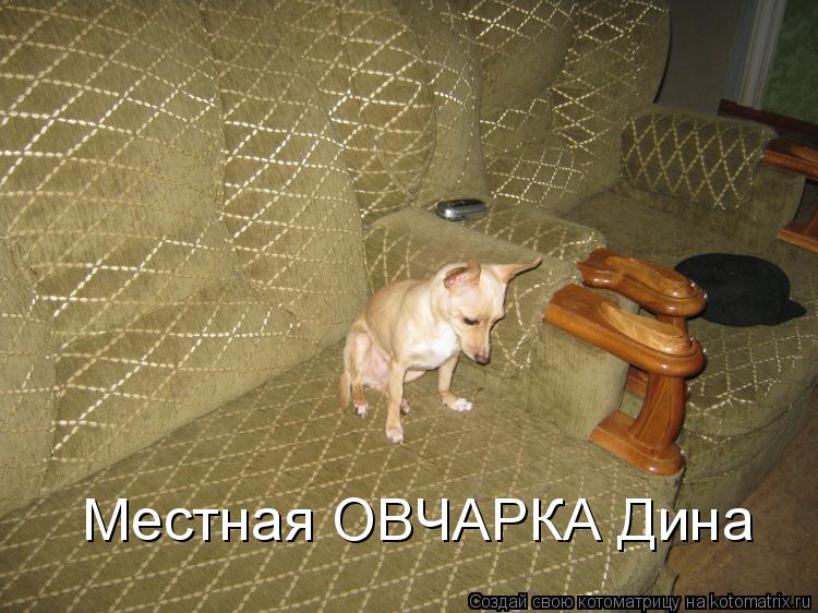 Местная ОВЧАРКА Дина... Котоматрица: Местная ОВЧАРКА Дина