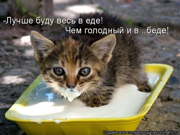 Котоматрица: -Лучше буду весь в еде! Чем голодный и в ..беде!