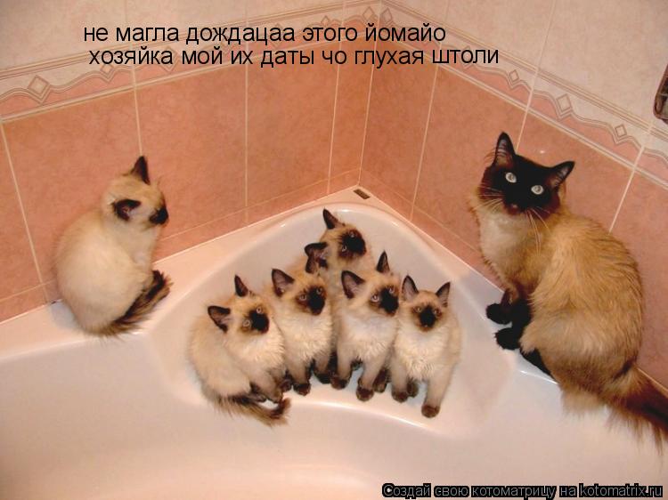 не магла дождацаа этого йомайо хозяйка мой их даты чо глухая штоли... Котоматрица: не магла дождацаа этого йомайо хозяйка мой их даты чо глухая штоли