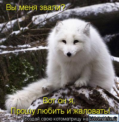 Вы меня звали? Прошу любить и жаловать! Вот он я,... Котоматрица: Вы меня звали? Прошу любить и жаловать! Вот он я,