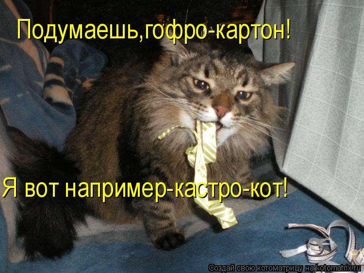 Подумаешь,гофро-картон! Я вот например-кастро-кот!... Котоматрица: Подумаешь,гофро-картон! Я вот например-кастро-кот!