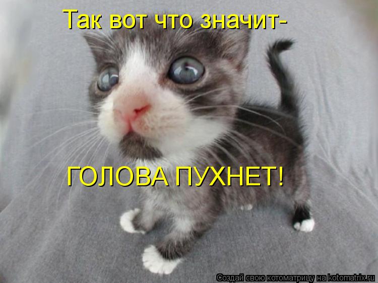 Так вот что значит- ГОЛОВА ПУХНЕТ!... Котоматрица: Так вот что значит- ГОЛОВА ПУХНЕТ!