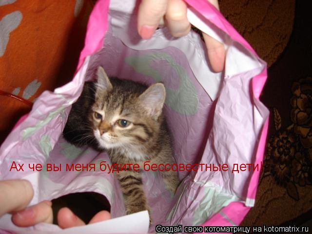 Ах че вы меня будите бессовестные дети!... Котоматрица: Ах че вы меня будите бессовестные дети!
