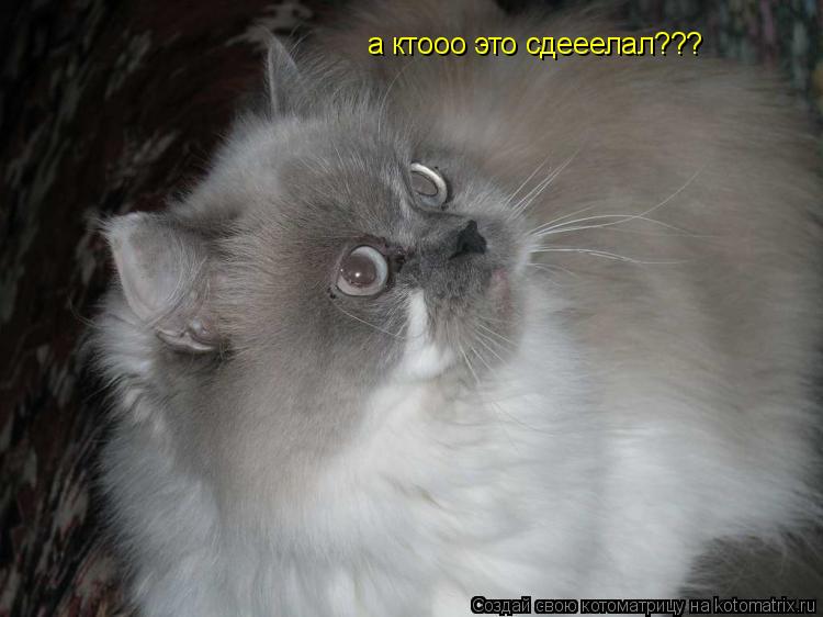 а ктооо это сдееелал???... Котоматрица: а ктооо это сдееелал???