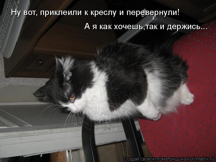 Ну вот, приклеили к креслу и перевернули! А я как хочешь,так и держись...... Котоматрица: Ну вот, приклеили к креслу и перевернули! А я как хочешь,так и держись...