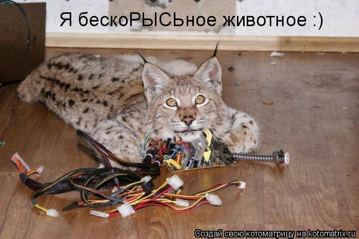 Я бескоРЫСЬное животное :)... Котоматрица: Я бескоРЫСЬное животное :)