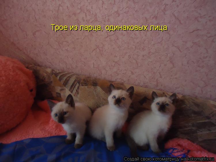 Трое из ларца, одинаковых лица... Котоматрица: Трое из ларца, одинаковых лица