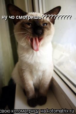 ну чо смотришь??????????... Котоматрица: ну чо смотришь??????????