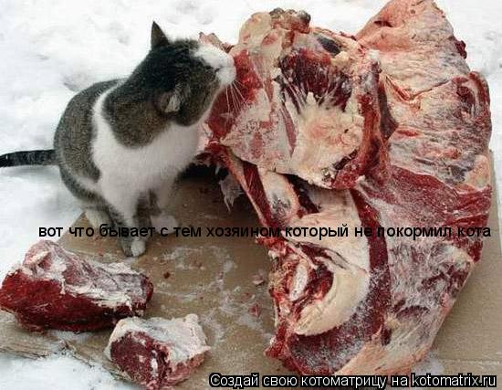 вот что бывает с тем хозяином который не покормил кота... Котоматрица: вот что бывает с тем хозяином который не покормил кота