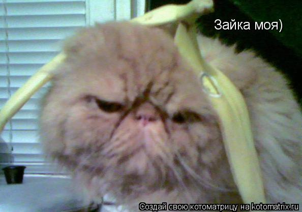 Зайка моя)... Котоматрица: Зайка моя)