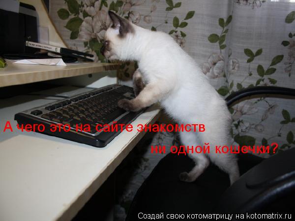 А чего это на сайте знакомств ни одной кошечки?... Котоматрица: А чего это на сайте знакомств ни одной кошечки?