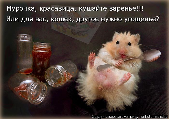 Мурочка, красавица, кушайте варенье!!! Или для вас, кошек, другое нужно угощенье?... Котоматрица: Мурочка, красавица, кушайте варенье!!! Или для вас, кошек, другое нужно угощенье?