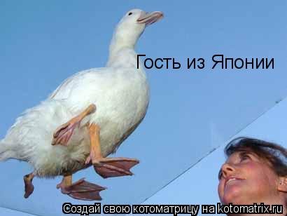 Гость из Японии... Котоматрица: Гость из Японии