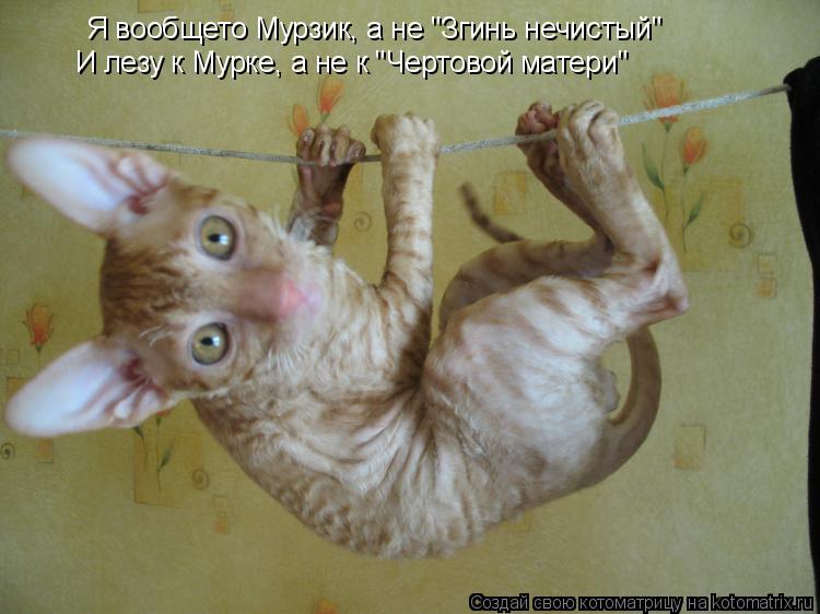 Котоматрица: Я вообщето Мурзик, а не "Згинь нечистый" И лезу к Мурке, а не к "Чертовой матери"