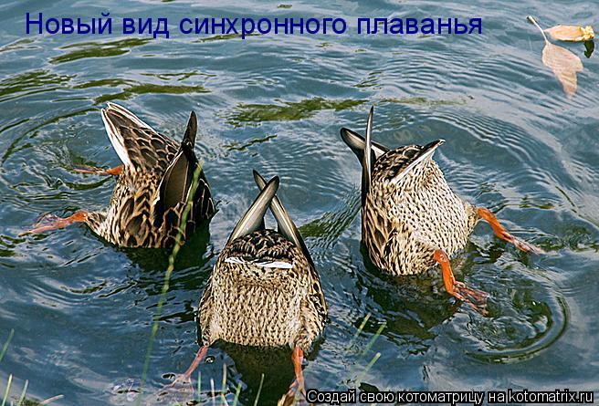 Котоматрица: Новый вид синхронного плаванья