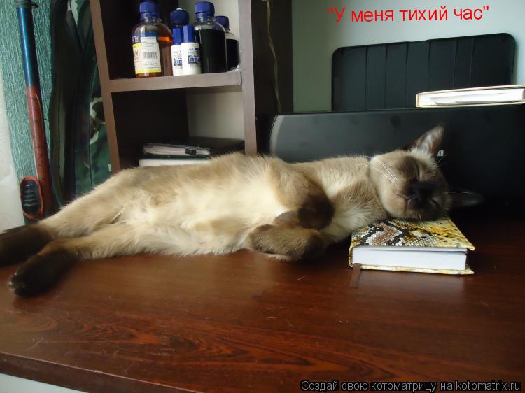 Котоматрица: "У меня тихий час"
