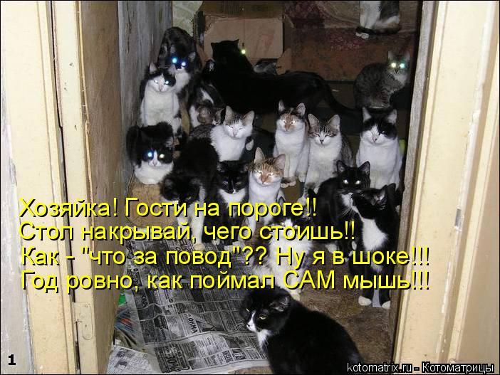 Хозяйка! Гости на пороге!! Стол накрывай, чего стоишь!! Как - "что за повод"?? Ну я в шоке!!! Год ров... Котоматрица: Хозяйка! Гости на пороге!! Стол накрывай, чего стоишь!! Как - "что за повод"?? Ну я в шоке!!! Год ровно, как поймал САМ мышь!!!