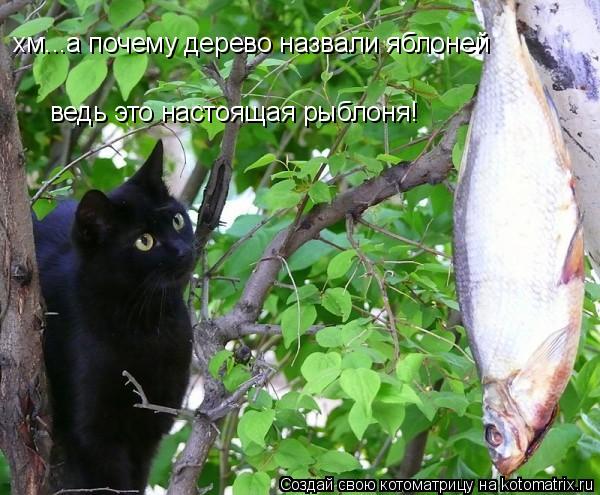 Котоматрица: хм...а почему дерево назвали яблоней ведь это настоящая рыблоня!