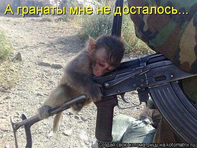 А гранаты мне не досталось...... Котоматрица: А гранаты мне не досталось...