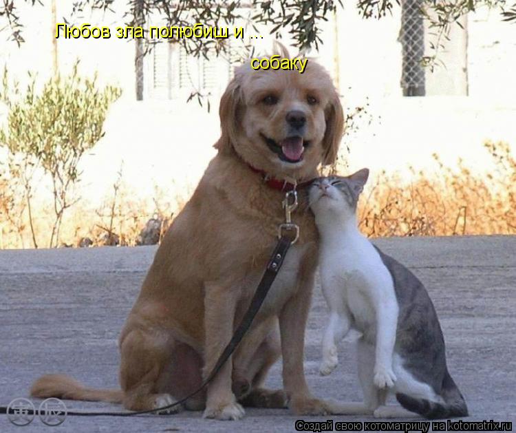 Котоматрица: Любов зла полюбиш и ... собаку