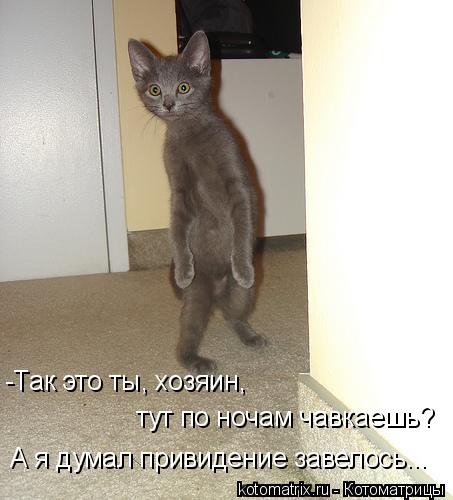 -Так это ты, хозяин, тут по ночам чавкаешь? А я думал привидение завелось...... Котоматрица: -Так это ты, хозяин, тут по ночам чавкаешь? А я думал привидение завелось...
