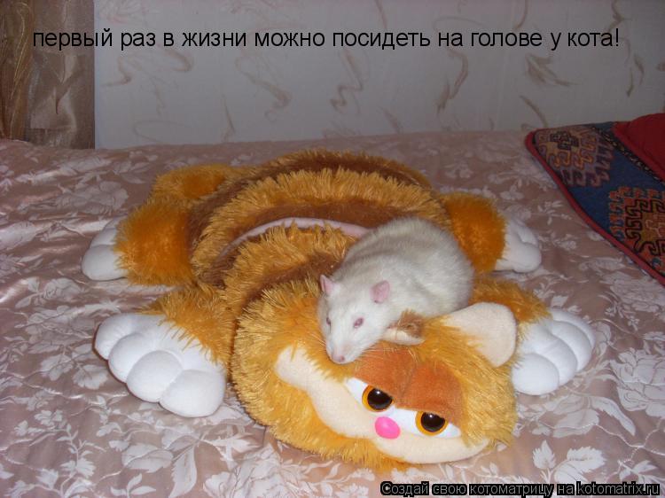 первый раз в жизни можно посидеть на голове у кота!... Котоматрица: первый раз в жизни можно посидеть на голове у кота!