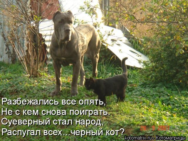 Разбежались все опять, Не с кем снова поиграть. Суеверный стал народ, Распугал всех...черный кот?... Котоматрица: Разбежались все опять, Не с кем снова поиграть. Суеверный стал народ, Распугал всех...черный кот?