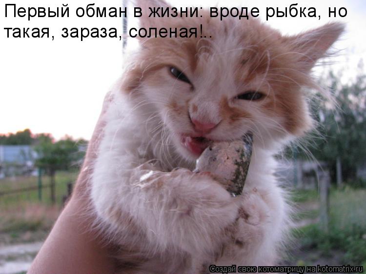 Котоматрица: Первый обман в жизни: вроде рыбка, но такая, зараза, соленая!..