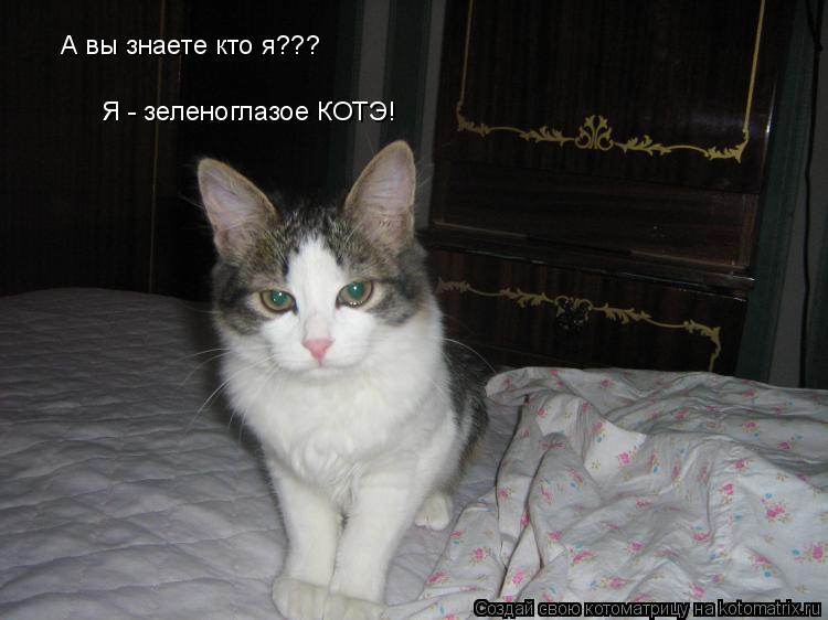 А вы знаете кто я??? Я - зеленоглазое КОТЭ!... Котоматрица: А вы знаете кто я??? Я - зеленоглазое КОТЭ!