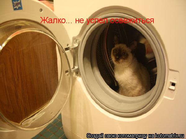 Жалко... не успел освежиться... Котоматрица: Жалко... не успел освежиться