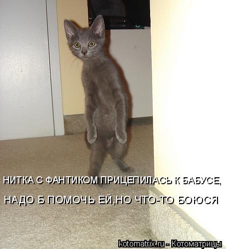 НИТКА С ФАНТИКОМ ПРИЦЕПИЛАСЬ К БАБУСЕ, НАДО Б ПОМОЧЬ ЕЙ,НО ЧТО-ТО БОЮСЯ... Котоматрица: НИТКА С ФАНТИКОМ ПРИЦЕПИЛАСЬ К БАБУСЕ, НАДО Б ПОМОЧЬ ЕЙ,НО ЧТО-ТО БОЮСЯ