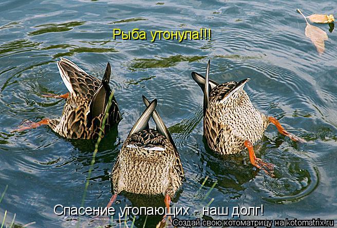 Спасение утопающих - наш долг! Рыба утонула!!!... Котоматрица: Спасение утопающих - наш долг! Рыба утонула!!!
