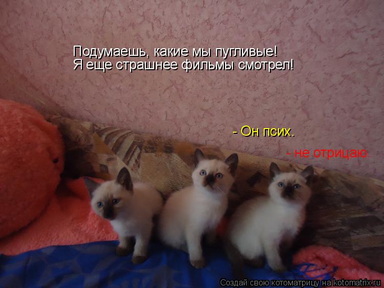 Подумаешь, какие мы пугливые! Я еще страшнее фильмы смотрел! - Он псих. - не отрицаю.... Котоматрица: Подумаешь, какие мы пугливые! Я еще страшнее фильмы смотрел! - Он псих. - не отрицаю.