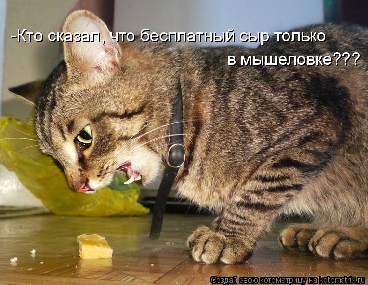 -Кто сказал, что бесплатный сыр только в мышеловке???... Котоматрица: -Кто сказал, что бесплатный сыр только в мышеловке???