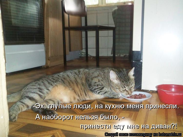 -Эх, глупые люди, на кухню меня принесли. А наоборот нельзя было, - принести еду мне на диван?!... Котоматрица: -Эх, глупые люди, на кухню меня принесли. А наоборот нельзя было, - принести еду мне на диван?!
