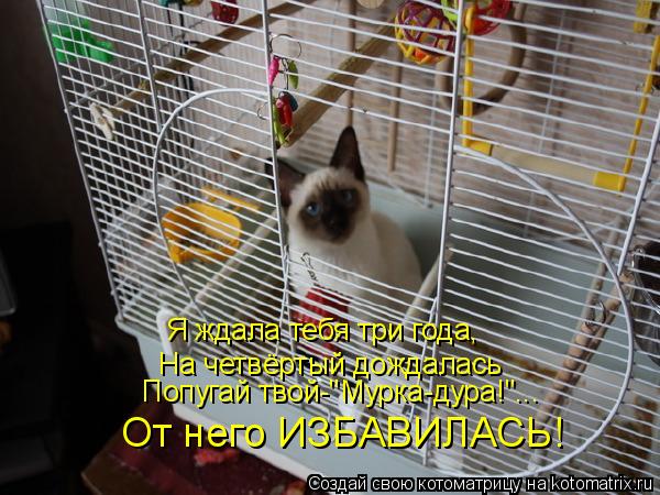 Я ждала тебя три года, На четвёртый дождалась От него ИЗБАВИЛАСЬ! Попугай твой-"Мурка-дура!"...... Котоматрица: Я ждала тебя три года, На четвёртый дождалась От него ИЗБАВИЛАСЬ! Попугай твой-"Мурка-дура!"...